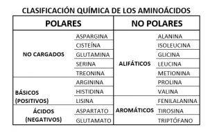 Grupos Funcionales Presentes En Amino Cidos Curso Para La Unam