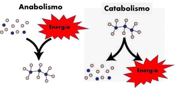 211 Concepto De Anabolismo Y Catabolismo Curso En Linea Para El 3495