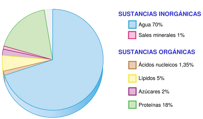 MOLÉCULAS ORGÁNICAS PRESENTES EN LAS CÉLULAS Y SU FUNCIÓN - Curso para