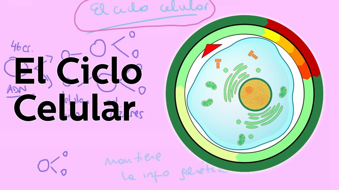 FASES DEL CICLO CELULAR - Curso Para La UNAM