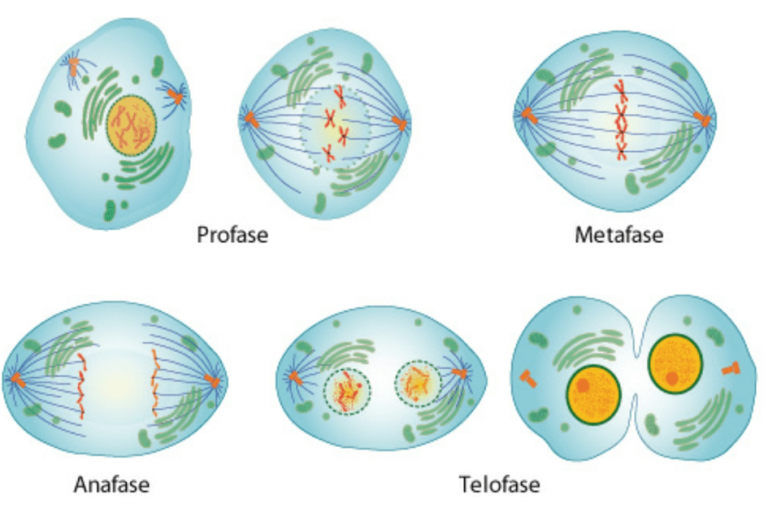 FASES E IMPORTANCIA DE LA MITOSIS - Curso Para La UNAM