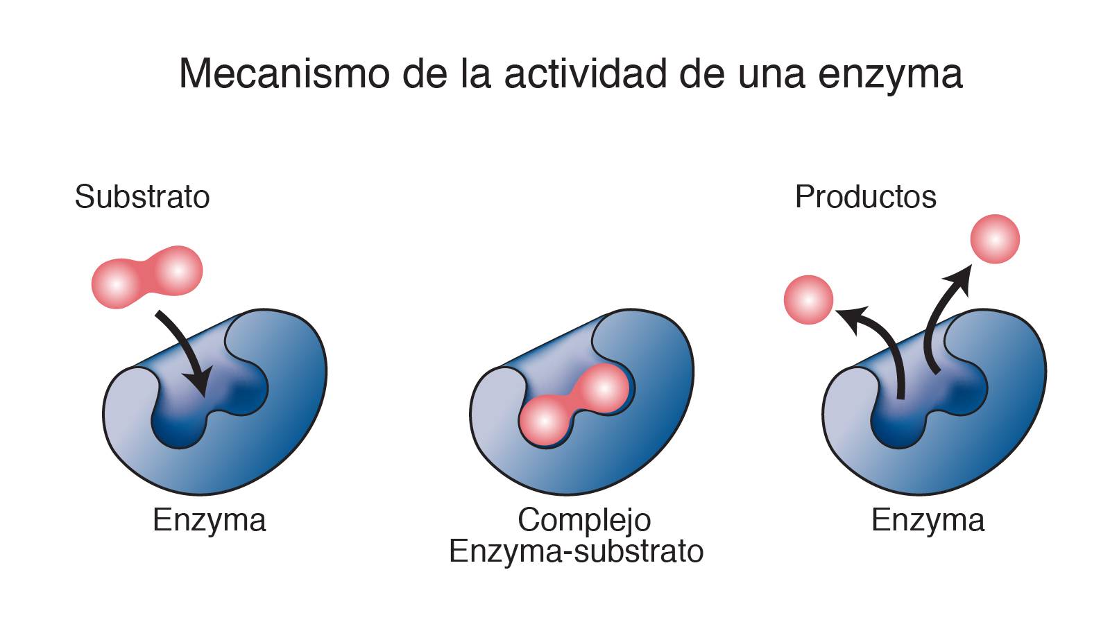 Enzimas Catalizadores BiolÓgicos Curso En Linea Para El Examen De La