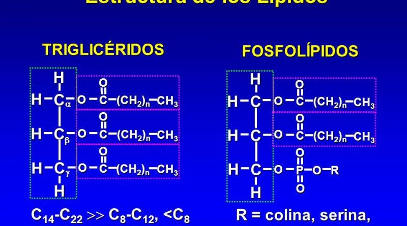 Estructura De Los Lipidos Curso En Linea Para El Examen De La Unam