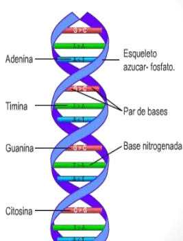 ESTRUCTURA Y FUNCIONES DEL ADN - Curso Para La UNAM