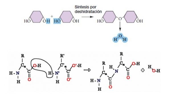 LAS REACCIONES DE CONDENSACIÓN E HIDRÓLISIS - Curso para la UNAM