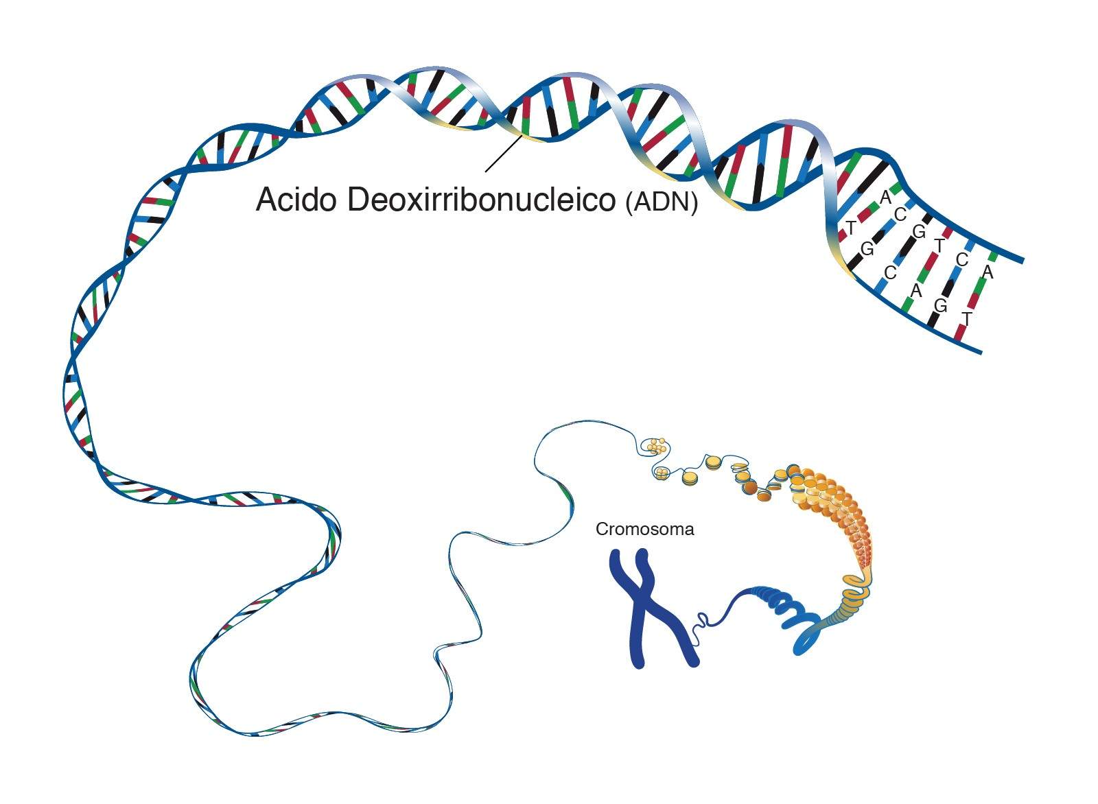 Estructura Y Funciones Del Adn Curso Para La Unam 8506