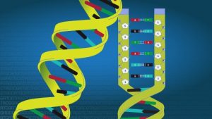 ESTRUCTURA Y FUNCIONES DEL ADN - Curso para la UNAM